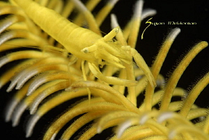 Little crinoid shrimp blending in with the background by Suzan Meldonian 